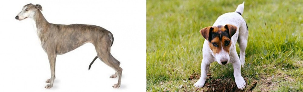 Russell Terrier vs Greyhound - Breed Comparison