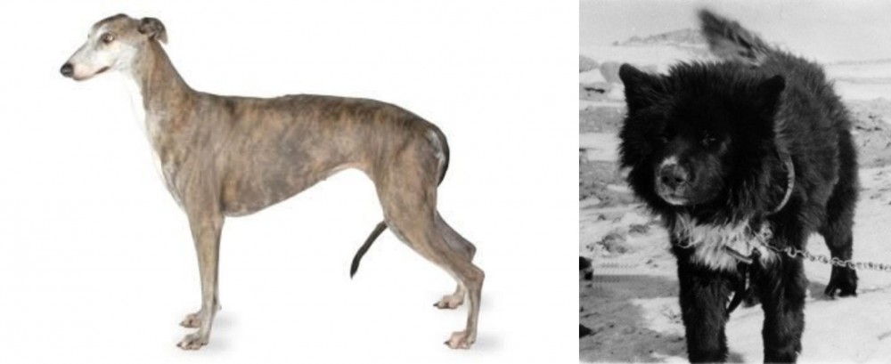 Sakhalin Husky vs Greyhound - Breed Comparison