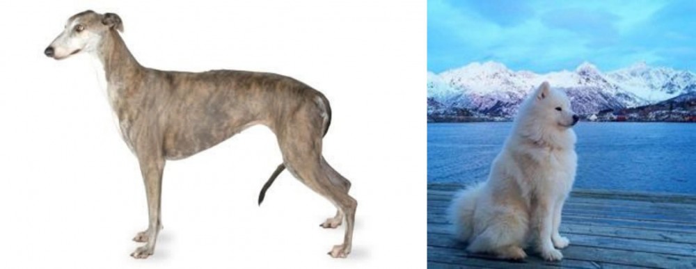 Samoyed vs Greyhound - Breed Comparison