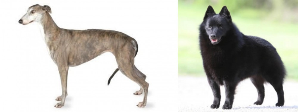 Schipperke vs Greyhound - Breed Comparison