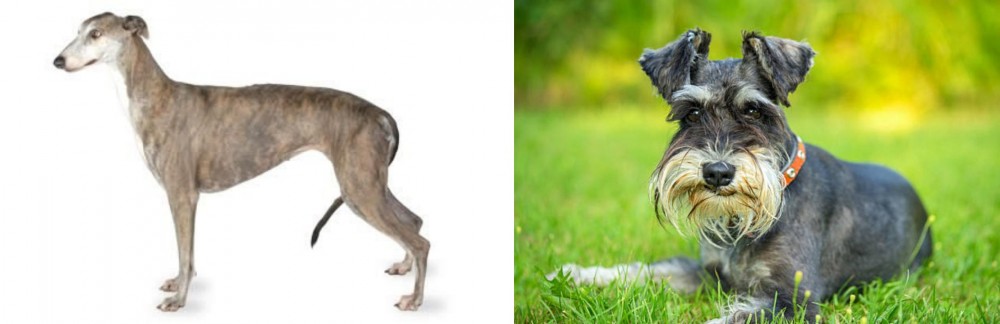 Schnauzer vs Greyhound - Breed Comparison
