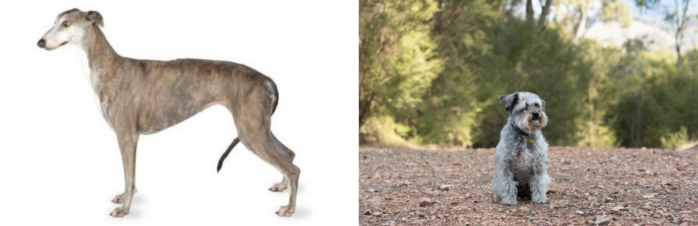 Schnoodle vs Greyhound - Breed Comparison