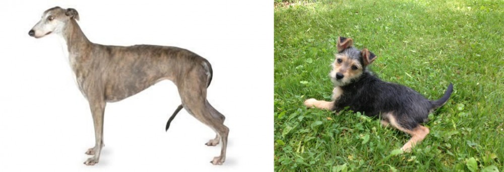 Schnorkie vs Greyhound - Breed Comparison