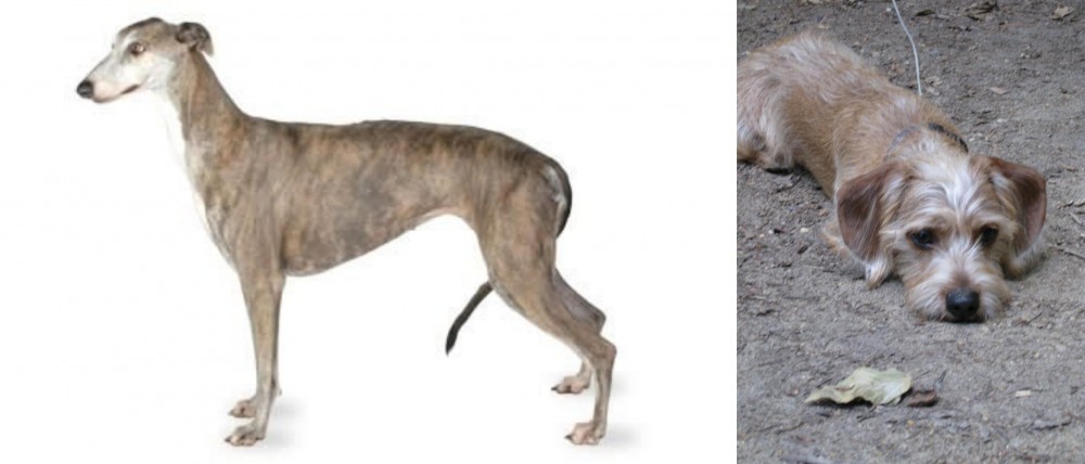 Schweenie vs Greyhound - Breed Comparison