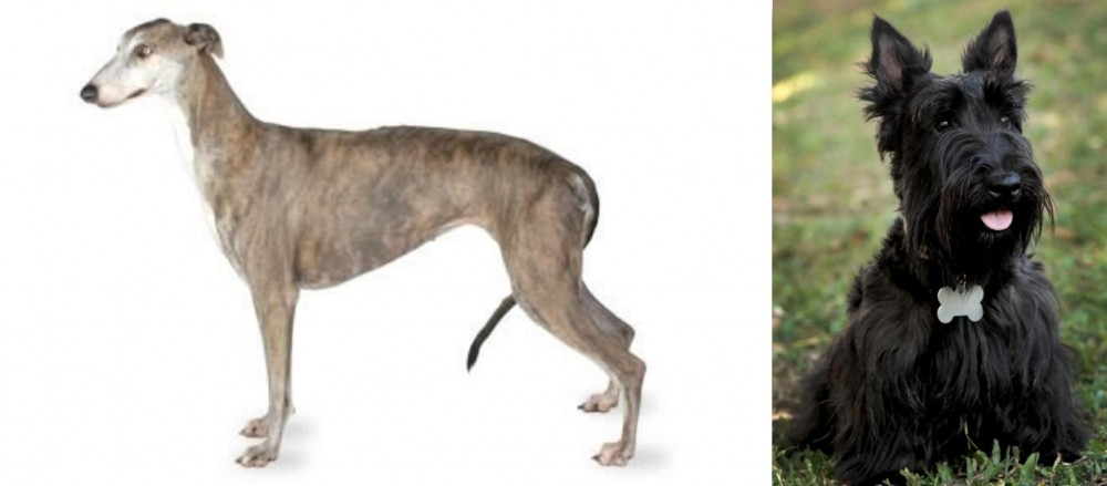 Scoland Terrier vs Greyhound - Breed Comparison