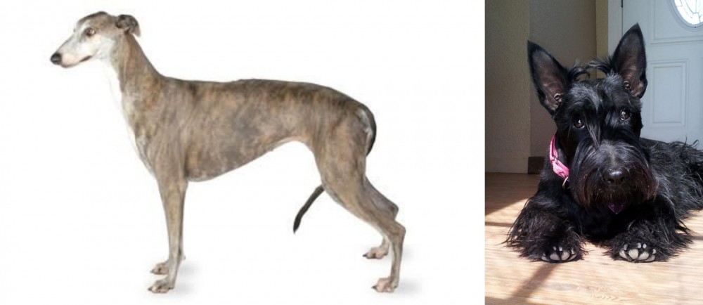 Scottish Terrier vs Greyhound - Breed Comparison