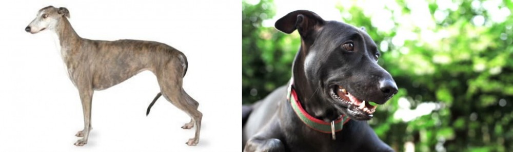 Shepard Labrador vs Greyhound - Breed Comparison
