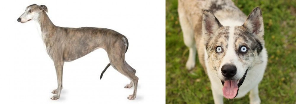 Shepherd Husky vs Greyhound - Breed Comparison