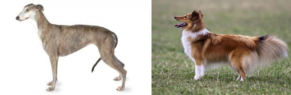 Shetland Sheepdog vs Greyhound - Breed Comparison