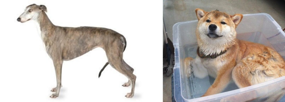 Shiba Inu vs Greyhound - Breed Comparison