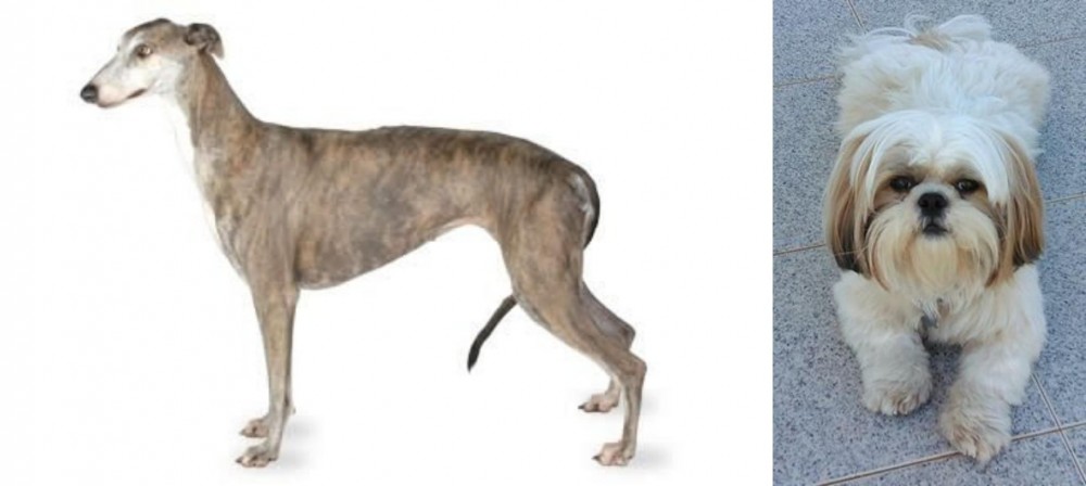 Shih Tzu vs Greyhound - Breed Comparison