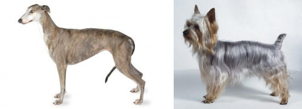 Silky Terrier vs Greyhound - Breed Comparison