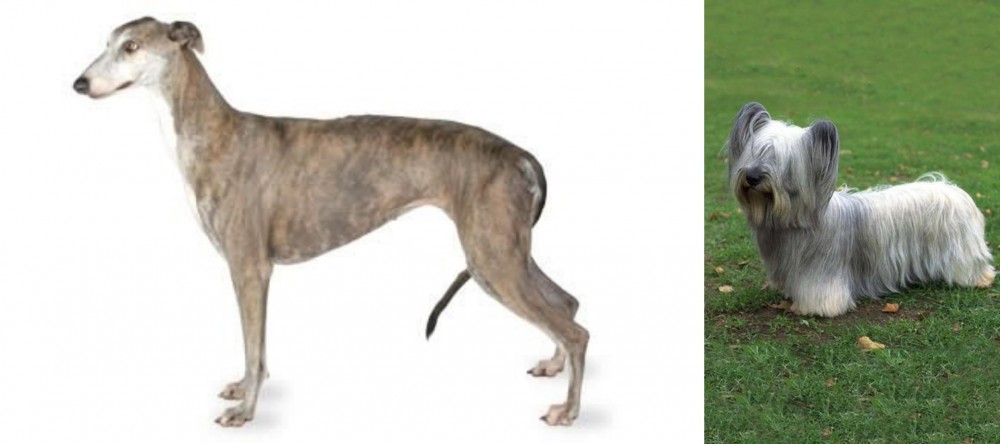Skye Terrier vs Greyhound - Breed Comparison