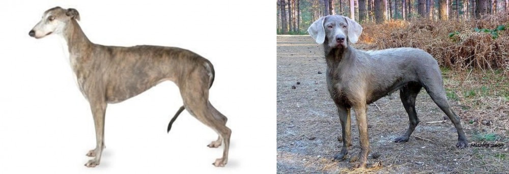 Slovensky Hrubosrsty Stavac vs Greyhound - Breed Comparison
