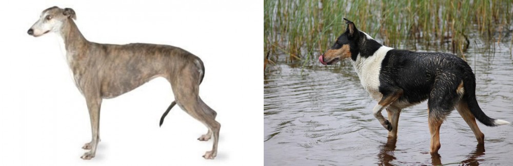 Smooth Collie vs Greyhound - Breed Comparison