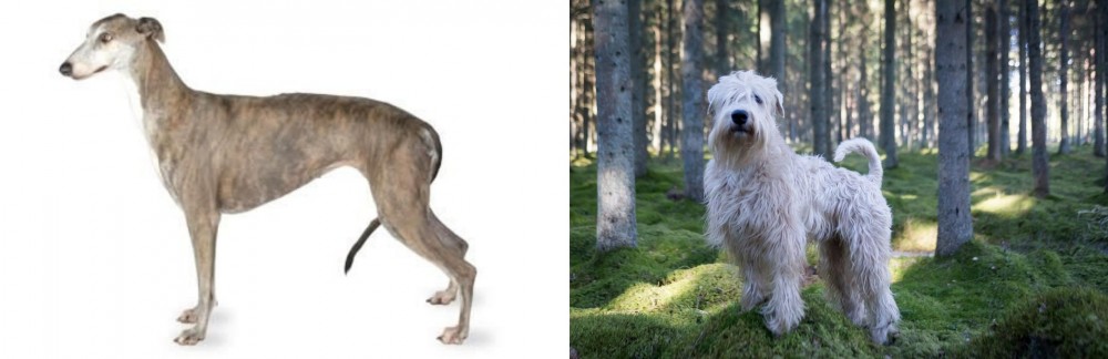 Soft-Coated Wheaten Terrier vs Greyhound - Breed Comparison