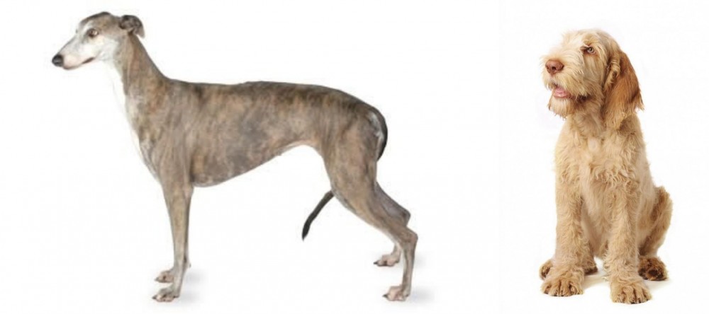 Spinone Italiano vs Greyhound - Breed Comparison