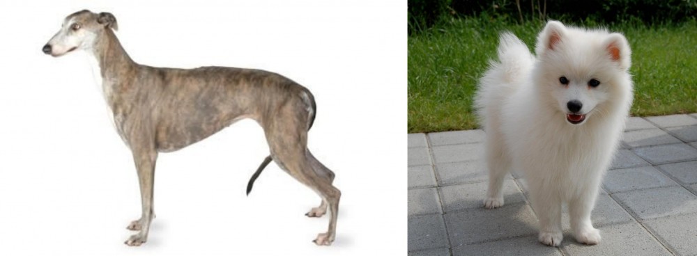 Spitz vs Greyhound - Breed Comparison