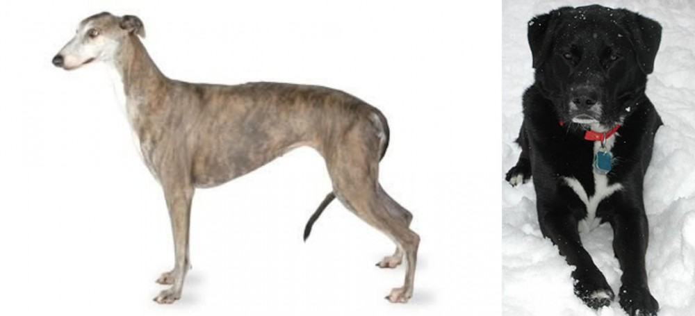 St. John's Water Dog vs Greyhound - Breed Comparison