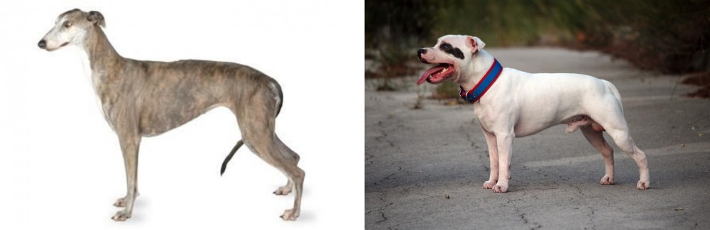 Staffordshire Bull Terrier vs Greyhound - Breed Comparison