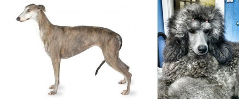 Standard Poodle vs Greyhound - Breed Comparison