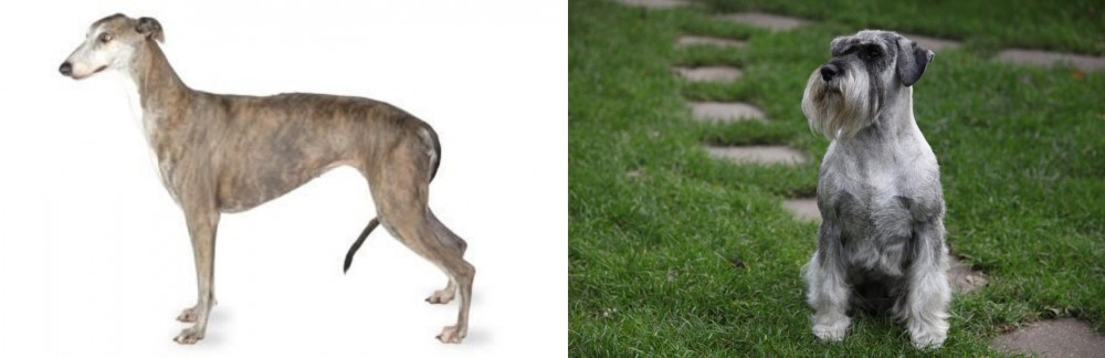 Standard Schnauzer vs Greyhound - Breed Comparison