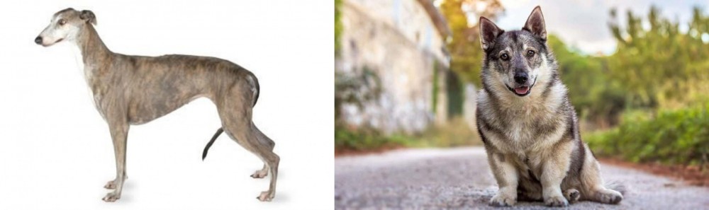 Swedish Vallhund vs Greyhound - Breed Comparison