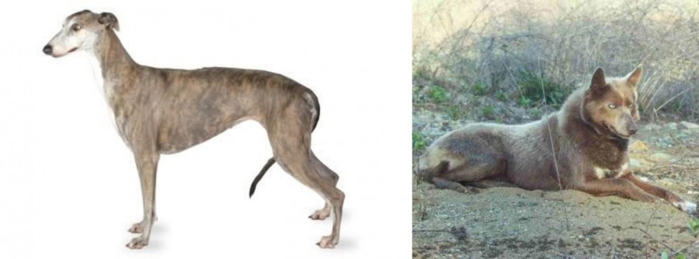 Tahltan Bear Dog vs Greyhound - Breed Comparison