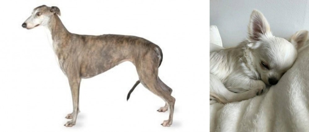 Tea Cup Chihuahua vs Greyhound - Breed Comparison
