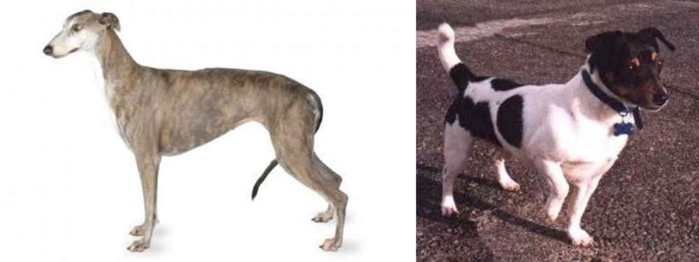 Teddy Roosevelt Terrier vs Greyhound - Breed Comparison