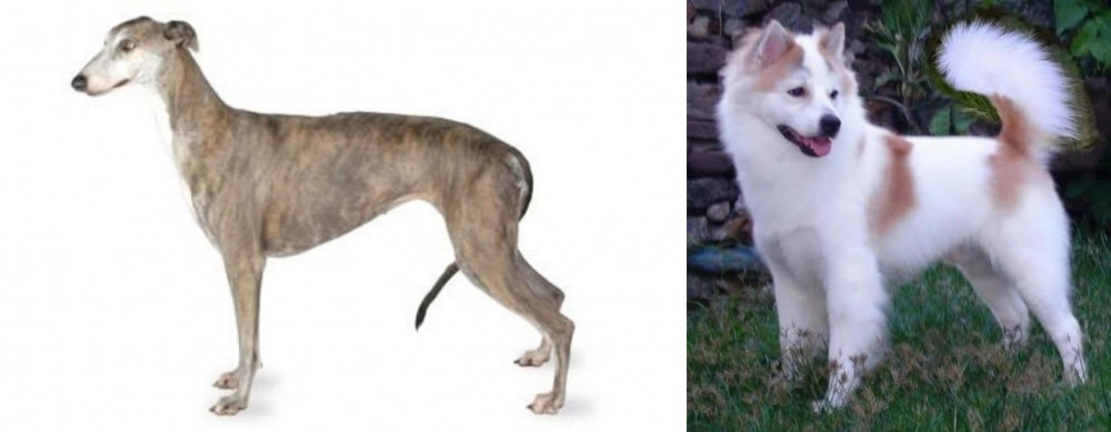 Thai Bangkaew vs Greyhound - Breed Comparison