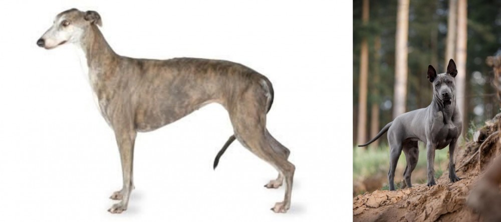 Thai Ridgeback vs Greyhound - Breed Comparison