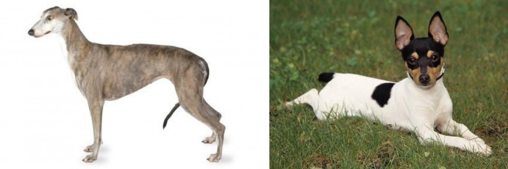 Toy Fox Terrier vs Greyhound - Breed Comparison