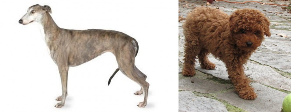 Toy Poodle vs Greyhound - Breed Comparison