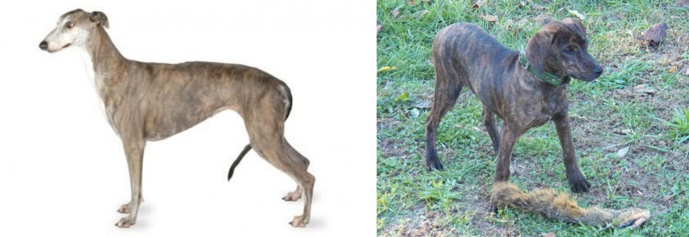 Treeing Cur vs Greyhound - Breed Comparison