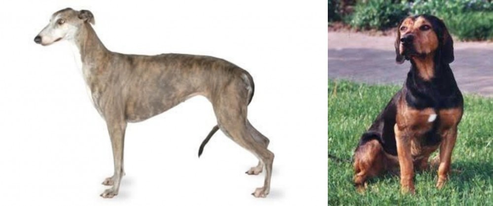 Tyrolean Hound vs Greyhound - Breed Comparison
