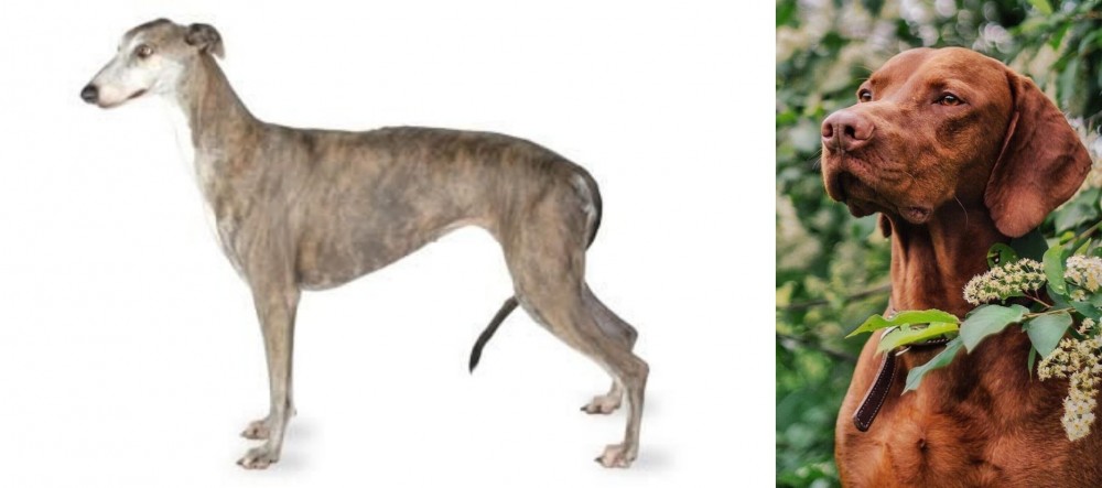 Vizsla vs Greyhound - Breed Comparison
