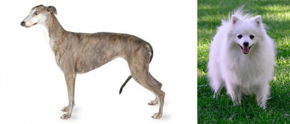 Volpino Italiano vs Greyhound - Breed Comparison