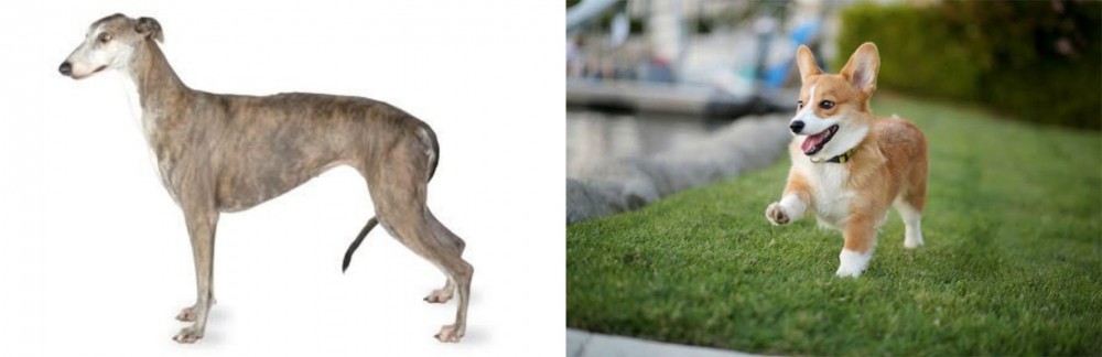 Welsh Corgi vs Greyhound - Breed Comparison