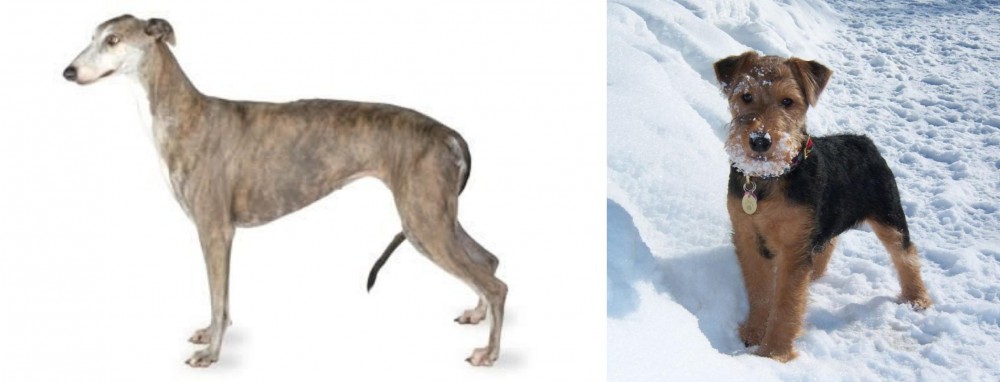 Welsh Terrier vs Greyhound - Breed Comparison