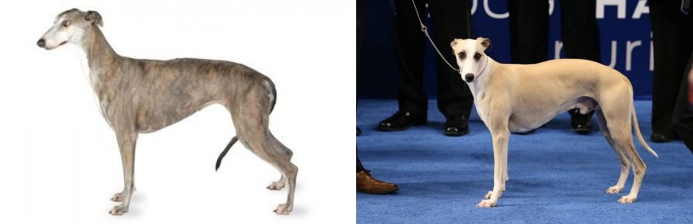 Whippet vs Greyhound - Breed Comparison