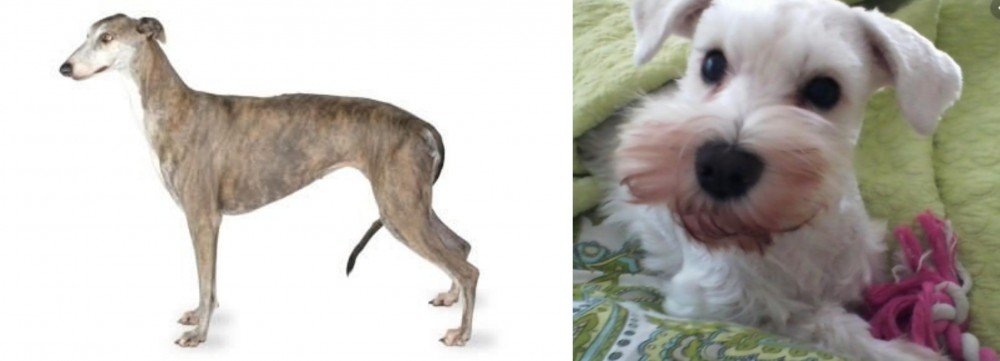 White Schnauzer vs Greyhound - Breed Comparison