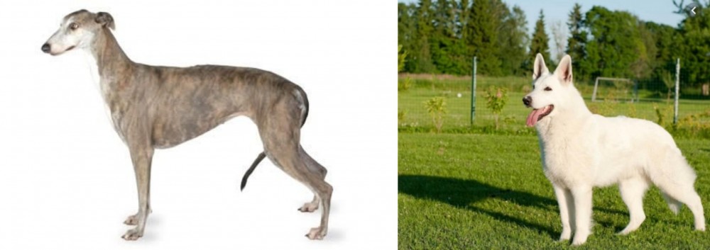 White Shepherd vs Greyhound - Breed Comparison