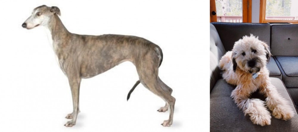 Whoodles vs Greyhound - Breed Comparison