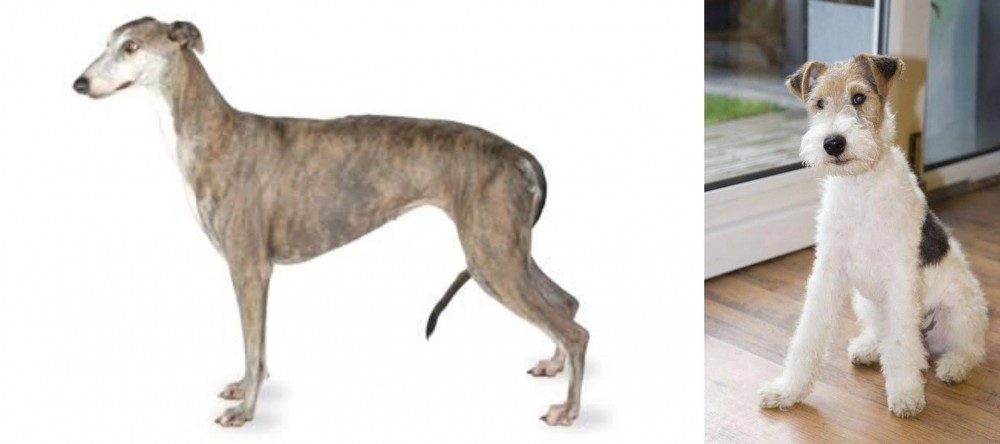 Wire Fox Terrier vs Greyhound - Breed Comparison