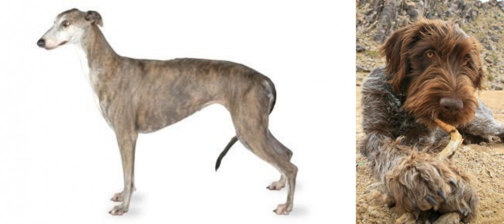 Wirehaired Pointing Griffon vs Greyhound - Breed Comparison
