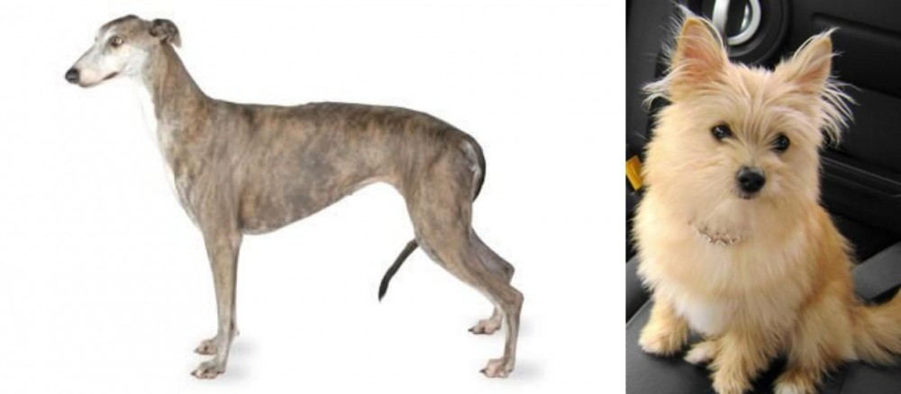 Yoranian vs Greyhound - Breed Comparison