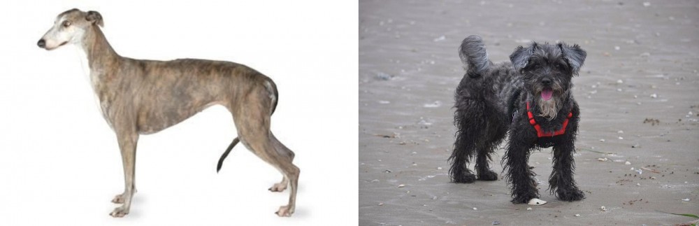 YorkiePoo vs Greyhound - Breed Comparison