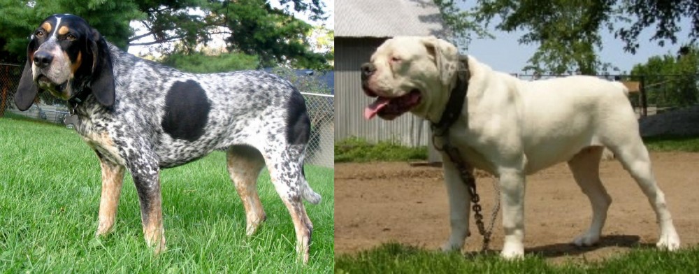 Hermes Bulldogge vs Griffon Bleu de Gascogne - Breed Comparison