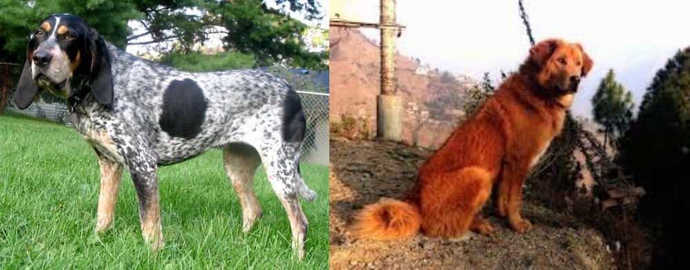 Himalayan Sheepdog vs Griffon Bleu de Gascogne - Breed Comparison
